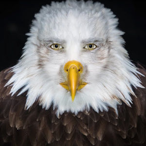 Meet your Posher, Poverty